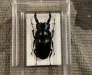 その夏の感動を、標本という宝物にします その昆虫には、物語がある。。。 イメージ3