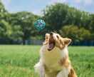 一生の宝物になるペット写真撮ります 元動物看護師が撮るペットの出張撮影 イメージ5