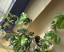植物のお悩みプロの目でズバリ解決します 造園・土木・農薬の資格保有！確かな知識で植物をサポート！ イメージ2