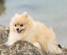 遊びながら撮る！わんちゃんと家族の記念を撮ります 大切な家族のわんちゃんとの、一生の思い出をプロが撮影します。 イメージ10