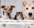 ペットロスグリーフケア最大限に癒します ペットの心とあなたの心を直接繋ぐカウンセリングセラピー イメージ6