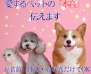 今いる子やお空の子の想い、心の声をお届けします ​「幸せ？」困った行動の理由は？あの子の本音を届けます。 イメージ1