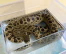 元ショップ店員100匹飼育のプロが爬虫類相談します 大型蛇からヤモリまで！拒食や飼育環境の悩みをプロが解決 イメージ3