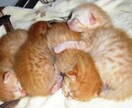 猫様との快適生活を応援サポートします 猫の御家族さん、猫好きさん向けの情報交換や相談相手致します。 イメージ3