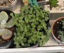 多肉植物のお悩み相談のります 育て方や、可愛い飾り方、悩んで辞めちゃう前に相談してください イメージ3