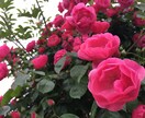 家族が末期のご病気で悩んでいる方のお話をききます 以前、病院で家族の人の気持とご本人の本音を聴く仕事を経験 イメージ1