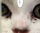 大切なペット写真集をペーパーバックで制作します 一緒に過ごす幸せ　癒しと笑顔の瞬間を写真集で残そう イメージ4