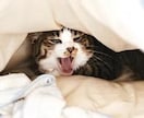 モーニングコールで優しく起こしてさしあげます モーニングコール意外でも、起こして欲しい時間にお電話致します イメージ6