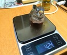 アキクサインコのブリーダーを紹介します インコ飼育経験がある方推奨!! イメージ4