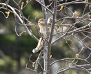 北海道旅行で野生動物に出会うコツを教えますます 北海道在住の動物写真家がご提案！ イメージ5