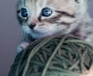 ペットに関する相談承っています ペットショップや動物病院で働いていた経験があります。 イメージ3