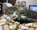 女性クリエイターがオリジナルムービーを制作します 大切な愛犬・愛猫の思い出作りにムービーを制作してみませんか？ イメージ1