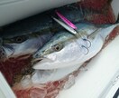 伊勢湾・御前崎・焼津での遊漁船釣り、教えます 遊漁船釣りを始めたい方をサポートします イメージ2