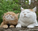 ハッキリお答えします 悩みがある方、私に相談しませんか？ イメージ4