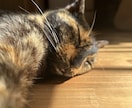 虹の橋で待つあの子の言葉伝えます 大切な家族の言葉、私が代わりに受け取ってあなたに伝えます イメージ1