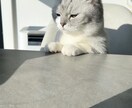 60分、あなたの本音を受け止めます 今日は、何も考えずに、ただ一緒にお話ししましょう(˙ᵕ˙ ) イメージ1