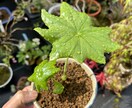 植物全般診断致します 植物の不調に直ぐにアプローチします！ イメージ3