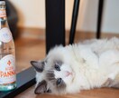 元ペットショップ店員カメラマンが出張撮影いたします ペットのプロ×カメラマンに撮影してもらいませんか？ イメージ9