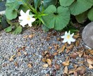 なんでも話し聞きます 話し相手にちょうど！なんでもぶつけて！ イメージ1