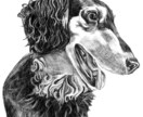 愛犬をペン画風に！デジタルイラスト制作いたします リアルタッチ！ペンで描いたみたいなスケッチイラスト！ イメージ1