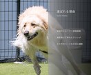 愛犬・ペットを自然な表情で出張撮影します 遊ぶ姿も、見つめる表情も、その子らしさを一枚に。 イメージ4