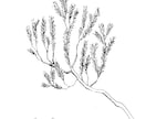 植物のイラスト(樹木、お花、ハーブ等)作成します 植栽知識を活かした様々な種類の素材を作成できます。 イメージ2