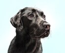 ペット肖像画A3【犬・猫胸から上】をお描きします ご満足いただけるまで修正無制限。心を込めてお描きいたします。 イメージ5