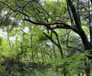 心や気持ちが軽くなるような香りの占いします 植物と星から導かれるあなたにぴったりな香りををお伝えします イメージ1