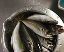 東京湾、横浜、護岸、海釣り公園　秘密釣り方教えます なんでこんなに釣れるの？GOGOフッシング イメージ2