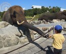 大人も楽しむ！乳幼児連れ国内旅行のプラン立てます 4歳0歳のママだから、実際に子連れ旅行してるからできる！ イメージ8
