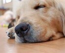 ペットロス。あなたの心を癒します 愛犬を8回亡くした私が貴方のペットロスの気持ちに寄り添います イメージ1
