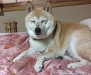愛犬の噛み癖・落ち着き本格調整します 占術フル＋音で心と波動を徹底調整 イメージ2