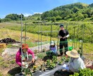 ナチュラル派野菜作りのお悩み相談にのります 10数年、有機・自然栽培で野菜作りをしてきた経験をお話します イメージ4