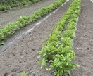 小さな菜園・畑の野菜栽培のお悩み相談をお受けします 1500坪のひだまりファームの経験から野菜作りをサポート イメージ10