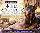 ペットの気持ち・本音を霊視タロットで丁寧に占います 犬猫限定｜今の本音・望み・飼い主様への想いを丁寧にお届け イメージ10