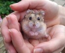 ほんわか喋り、気軽に対応致します 優しい対応、お試し3分でも話そっ イメージ3