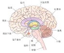 宇宙エネルギーで松果体活性☆覚醒へと導きます 松果体活性でスピーディに覚醒＆最大限に能力を発揮しよう！ イメージ4