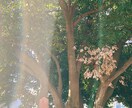あなた様の守護天使からのメッセージをお届けします いつもそばで見守っていてくれるので悩みから脱却できます イメージ2
