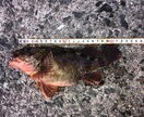 鳥取県西部～島根県東部周辺の釣り場教えます これから釣りをしてみたい･新しい釣り場をお探しの方へ イメージ1