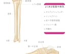素材お探しですか？図解/美容/解剖イラスト描きます 前職理学療法士でプロのイラストレーターが描く安心クオリティ！ イメージ6