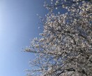 コロナの不安やストレスお電話であなたのお話聞きます 1分でも♪辛いお気持ちを安心して話してください イメージ9