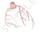 医療従事者のためのイラストを御提供いたします 学会発表や勉強会資料、ポスター作成等で挿絵を必要とされる方へ イメージ5