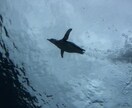 水族館で働きたい人！就職のコツ教えます イルカのトレーニング方法の秘密も、教えちゃうよ！ イメージ4