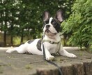 現役ウェディングフォトグラファーが撮影します 淡く優しい印象の写真をとちます！ イメージ2