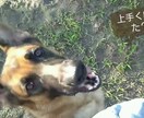 愛犬との楽しい暮らしをプロデュースします しつけ相談を含め、愛犬との暮らしに役立つ情報をお伝えします イメージ1