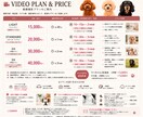 ペット用品の魅力が伝わる動画を撮影します 使用シーンやブランドイメージを映像で表現 イメージ4