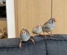 元ショップ店員がペットのお迎え・飼育相談に乗ります 愛玩動物飼養管理士1級が初めてのペット選びと準備を支えます イメージ2