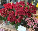 心に癒しを♪部屋に合う季節のお花をお届けいたします 1人1人のお客様と相談しながらお花を選びます♪ イメージ3