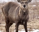 素敵な写真を提供致します その時の一瞬を。自然や風景、動物の素材を必要としている方へ。 イメージ1