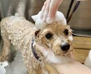 愛犬のお手入れ教えます ⭐︎プロトリマーがご自宅へお伺いいたします! イメージ1